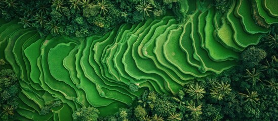 Aerial view of lush green rice terraces with lush vegetation surrounding.