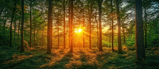 Sunbeams streaming through a dense forest at sunset, illuminating the leafy floor.