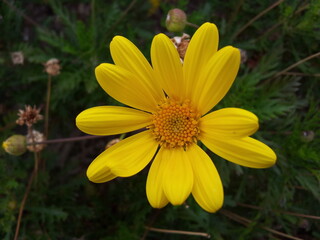 Flor amarilla, can hojas