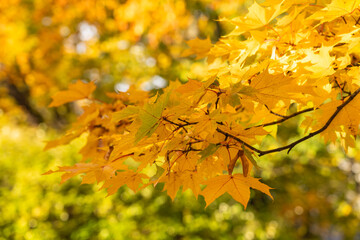 Autumn maple leaves