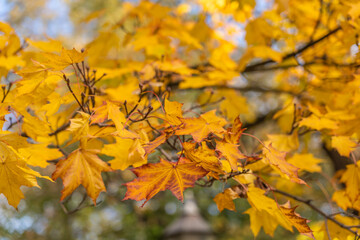 Autumn maple leaves