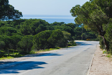 A gently curving road stretching through a lush green forest of dense pine trees