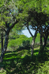 A serene forest scene with tall, majestic pine trees casting dappled shadows on the lush greenery below