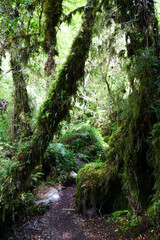 Obraz premium Vertical image of moss and forest floor in Patagonia mountains at Ventisquera Colgante Quelat National Park