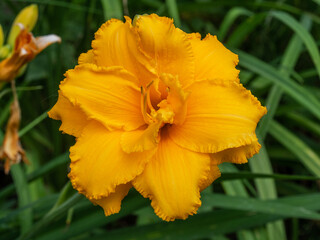 Yellow Hemerocallis Condilla. Growing daylilies in the garden. Closeup of a gorgeous yellow- orange flower of a daylily
