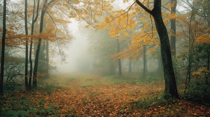 Misty autumn morning in the woods, with a golden glow filtering through the orange and yellow leaves
