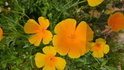 Yellow poppy flowers in full bloom in the forest