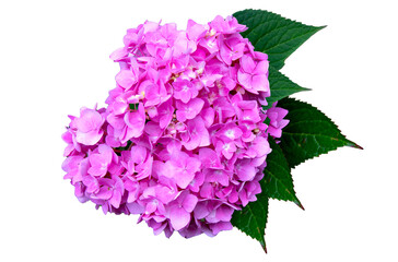 Large branch of hydrangea of pale pink color, isolated on a white background