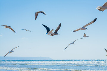 a vibrant coastal scene with a large flock of seagulls gathered at the water's edge