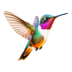Fototapeta premium Vibrant Hummingbird in Mid-Flight