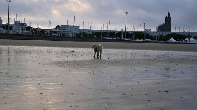 vid&eacute;o d'un chiot trotinant sur la plage un soir d'&eacute;t&eacute;