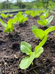 Tomato seedling thriving in a garden, surrounded by rich soil and vibrant leaves, symbolizing growth and the beauty of nature in spring