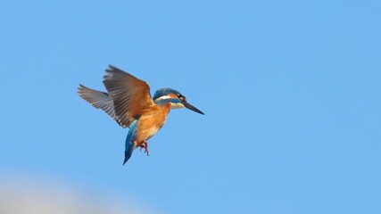 Common Kingfisher in flight on blue background, alcedo atthis, birds of Montenegro

