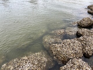 Coastal Rock Formation: Oyster-Covered Rocks in Shallow Water 