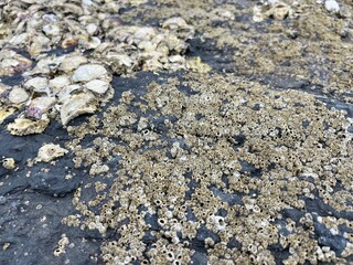 A close-up view of pebbles, stones, and seashells scattered on a beach, showing their natural textures and patterns with a mix of black, gray, and brown tones, alongside rough sand and gravel