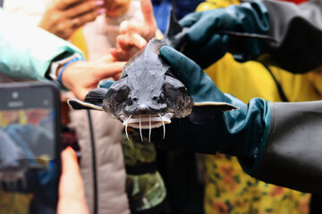 Sturgeon fish in the hands of a farmer, close-up. Fish farm. Breeding sturgeon for further caviar production. Demonstration of sturgeon fish to tourists. People photograph and examine sturgeon