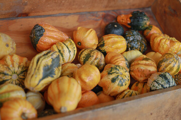 Pumpkin Patch at Southern Hill Farms in Orlando, Florida – Family Fall Fun