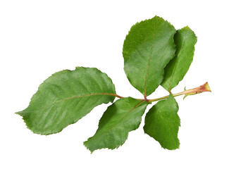 Obraz premium Green leaves of rose isolated on white or transparent background