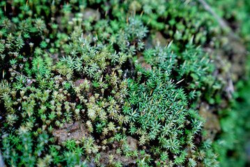 moss on the stone