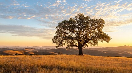 Obraz premium Solitary Oak Tree on a Hilltop at Sunset