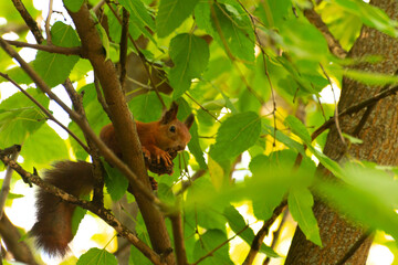 Squirrel Climbing a Tree in Sunlit Forest