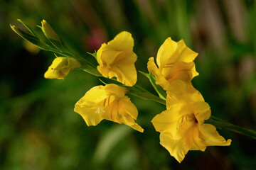 Fototapeta premium a beautiful yellow gladiolus flower