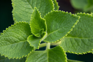 Green Indian borage in garden