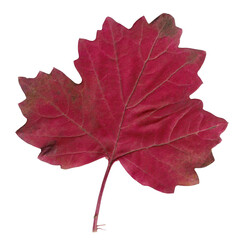 Autumn leaf red viburnum isolated photo.