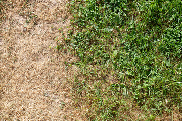 The photo displays the grassy cover in two different states: one half looks burned and dry, while the other is full of life and color