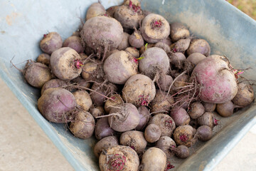 Fresh harvest beets. Young beets lie in a cart for transportation