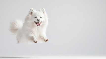 Fototapeta premium A joyful white dog leaps gracefully in mid air, showcasing its playful spirit and energy. bright background enhances dogs fluffy fur and cheerful expression, creating delightful scene