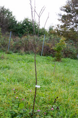 Freshly planted fruit tree sapling