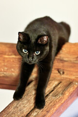 Chat