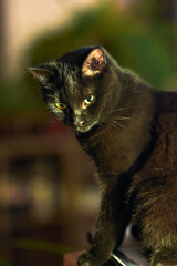 Chat