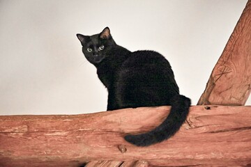 Chat