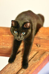 Chat