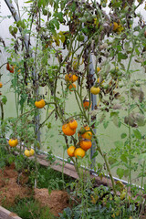 Tomatoes damaged by late blight in a greenhouse