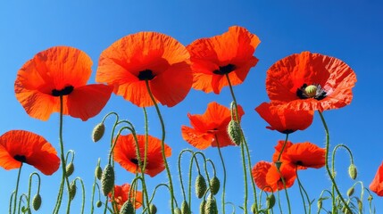Obraz premium Bright Red Poppies Swaying in the Field