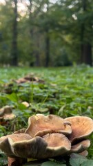 Mushrooms growing in a lush green forest during early morning light