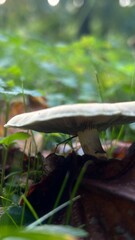 Close-up of a mushroom growing in a lush green forest during the afternoon light