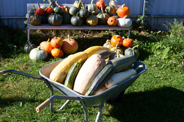 The wheelbarrow is full of zucchinis just harvested from the garden