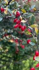 Vibrant red berries hanging from green leaves during late afternoon in a serene garden