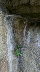 A resilient plant thriving in a narrow crevice of a rocky surface during daylight hours
