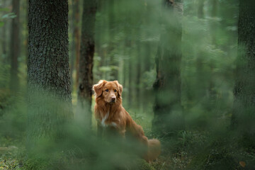 Nova Scotia Duck Tolling Retriever Dog in Green Woods. Walking with a pet in the forest