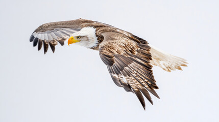 Fototapeta premium Majestic eagle soaring through sky, showcasing its powerful wings and striking features. This magnificent bird embodies freedom and grace in its flight