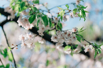足立区農業公園の美しい桜