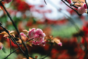 足立区農業公園の美しい桜