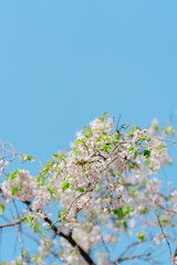 足立区農業公園の美しい桜
