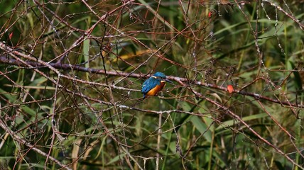 kingfisher on tree