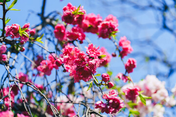 足立区農業公園の美しい桜